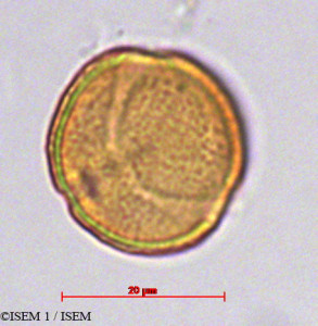 ISEM 1/Heimia_myrtifolia_29239/Heimia_myrtifolia_29239_0001(copy)_thumb.jpg